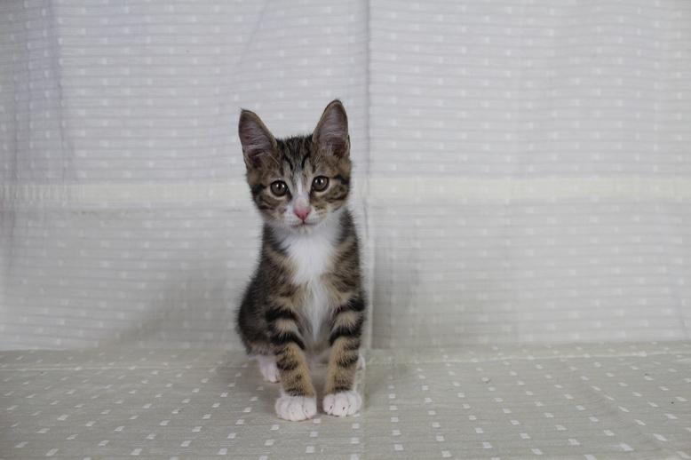 Kurilean Bobtail DK JeaTri´s Mickey billede 14