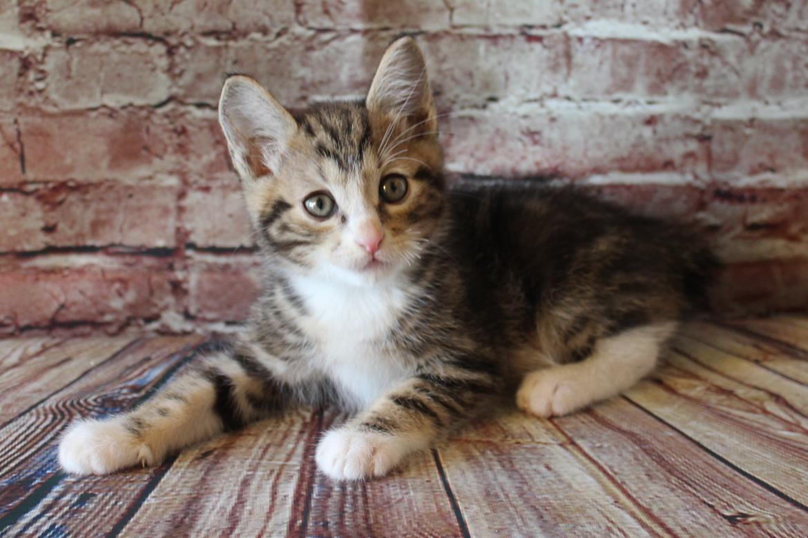 Kurilean Bobtail DK JeaTri´s Mickey billede 5