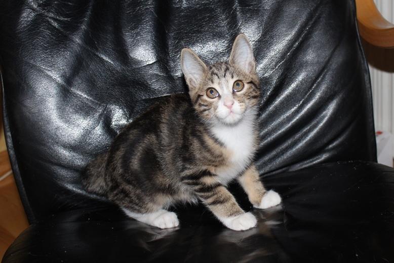 Kurilean Bobtail DK JeaTri´s Mickey billede 13