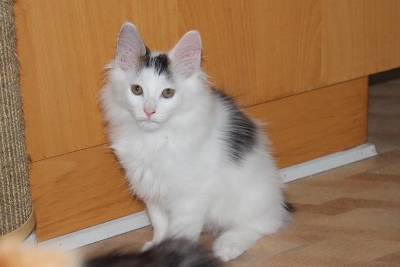 Kurilean Bobtail DK JeaTri´s Fedtmule billede 6