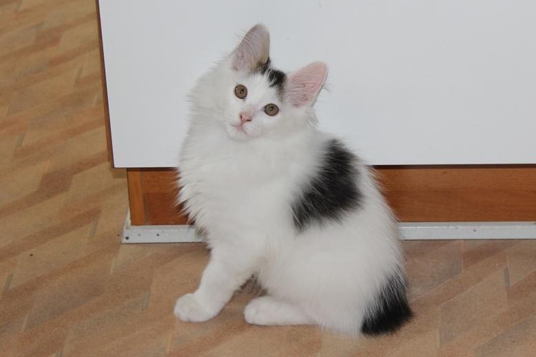 Kurilean Bobtail DK JeaTri´s Fedtmule billede 5