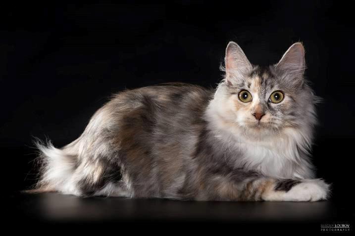 Kurilean Bobtail Alushta Silver Ray  RU billede 2