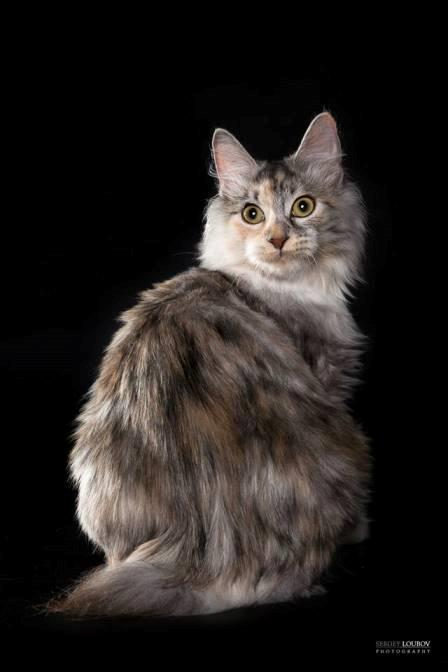 Kurilean Bobtail Alushta Silver Ray  RU billede 3