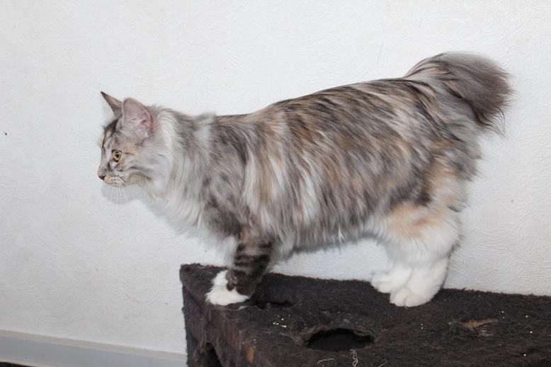 Kurilean Bobtail Alushta Silver Ray  RU billede 4