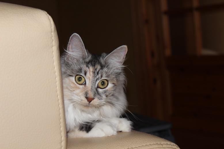 Kurilean Bobtail Alushta Silver Ray  RU billede 5