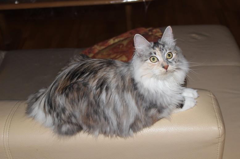 Kurilean Bobtail Alushta Silver Ray  RU billede 6