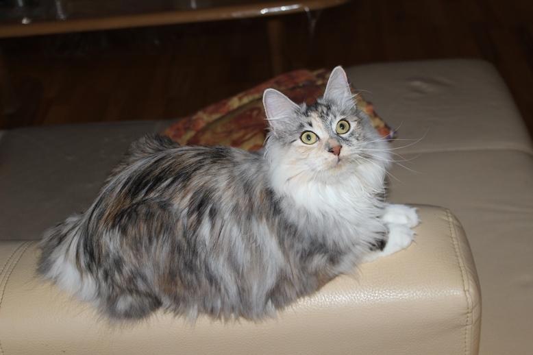 Kurilean Bobtail Alushta Silver Ray  RU billede 7