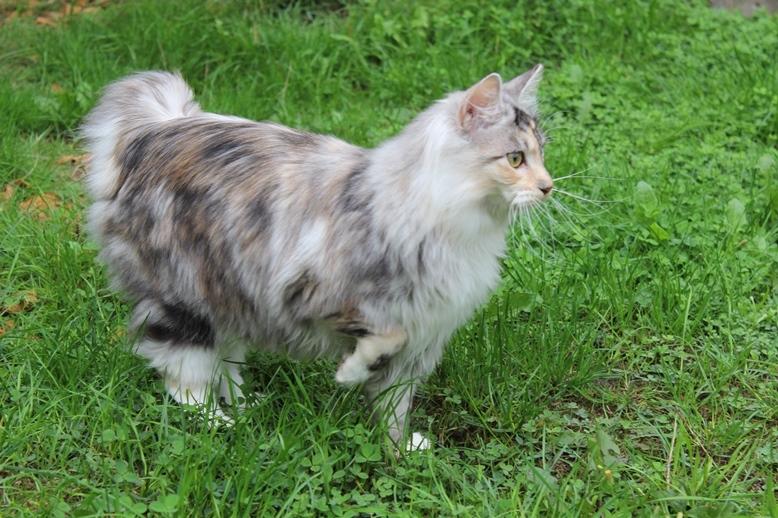 Kurilean Bobtail Alushta Silver Ray  RU billede 8