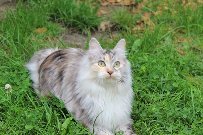 Kurilean Bobtail Alushta Silver Ray  RU billede 9
