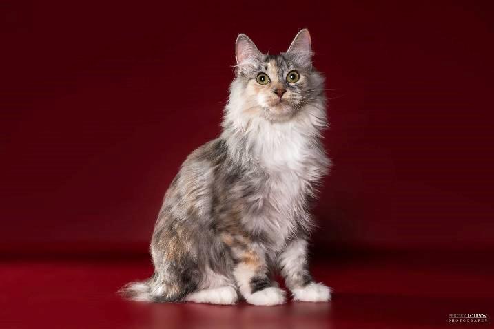 Kurilean Bobtail Alushta Silver Ray  RU billede 1