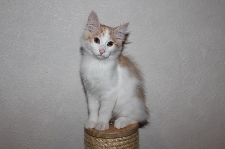 Kurilean Bobtail DK KorZhik's Fair Emma billede 2