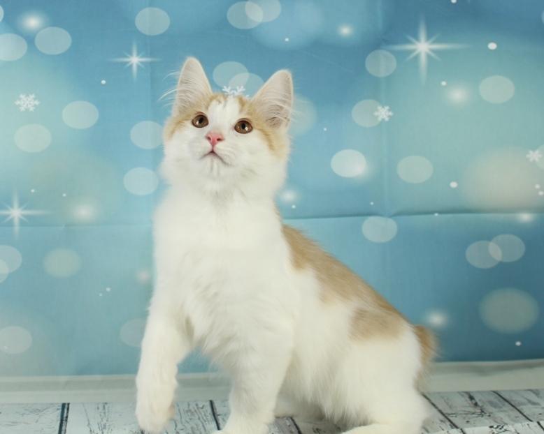 Kurilean Bobtail DK KorZhik's Fair Emma billede 4