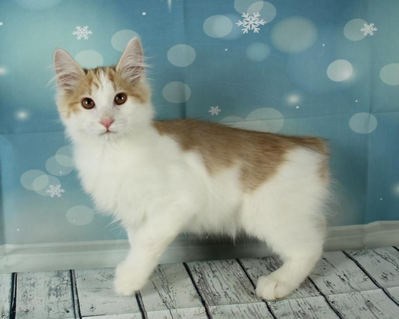 Kurilean Bobtail DK KorZhik's Fair Emma billede 3