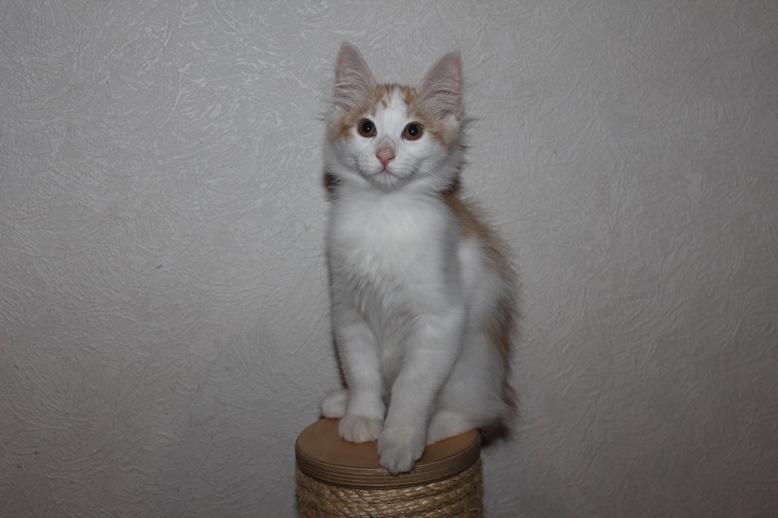 Kurilean Bobtail DK KorZhik's Fair Emma billede 6