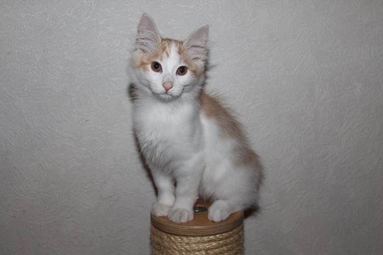 Kurilean Bobtail DK KorZhik's Fair Emma billede 7