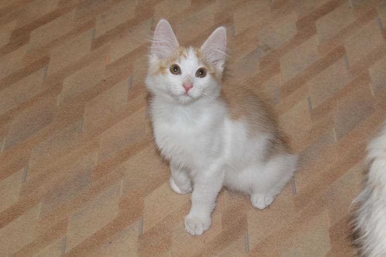 Kurilean Bobtail DK KorZhik's Fair Emma billede 8