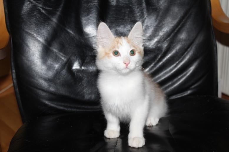 Kurilean Bobtail DK KorZhik's Fair Emma billede 10