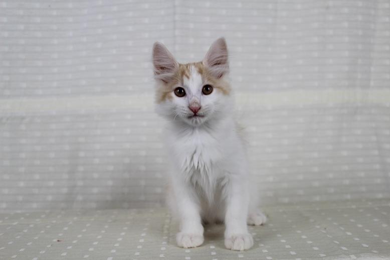 Kurilean Bobtail DK KorZhik's Fair Emma billede 11