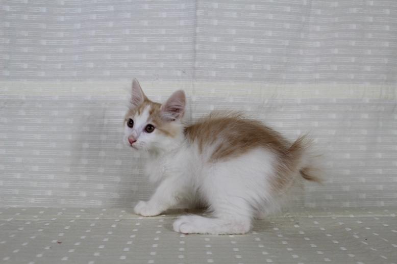 Kurilean Bobtail DK KorZhik's Fair Emma billede 12