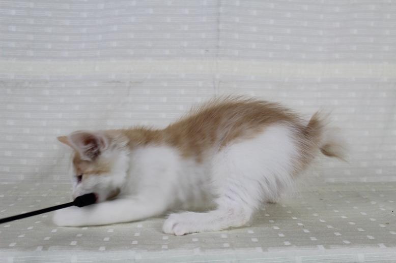 Kurilean Bobtail DK KorZhik's Fair Emma billede 13