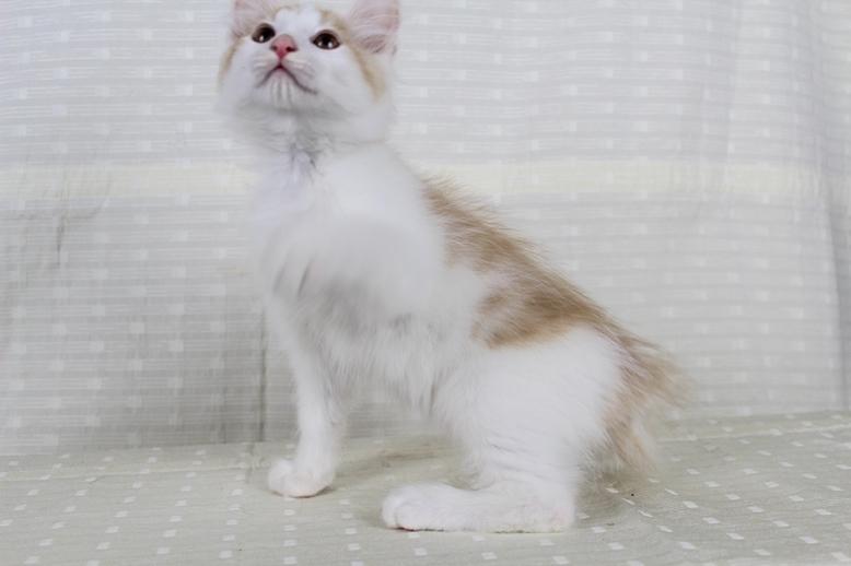 Kurilean Bobtail DK KorZhik's Fair Emma billede 14