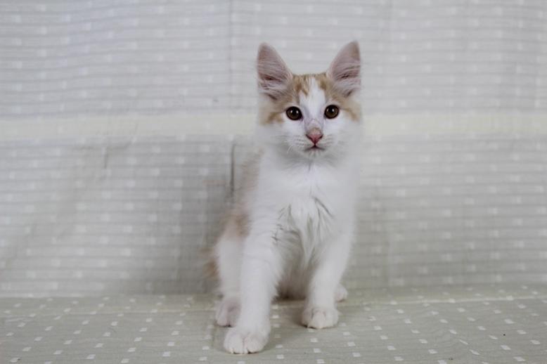 Kurilean Bobtail DK KorZhik's Fair Emma billede 15