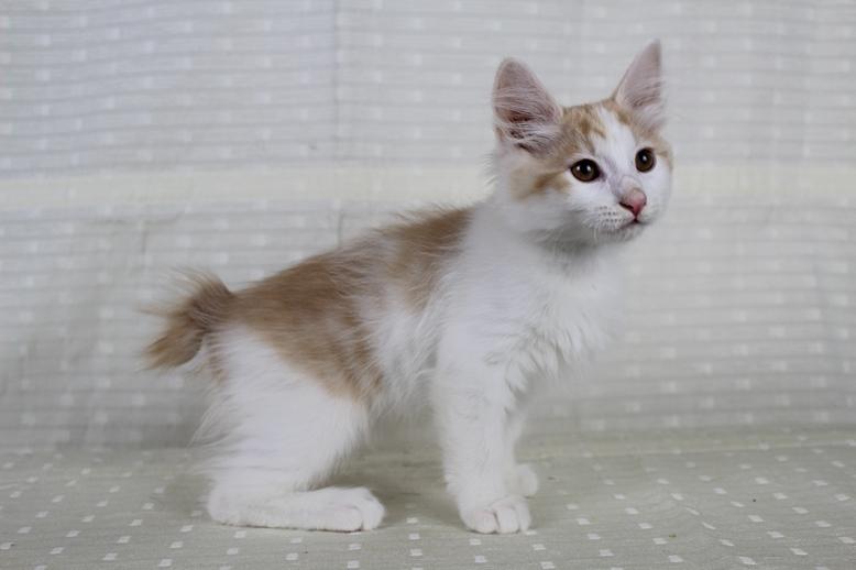 Kurilean Bobtail DK KorZhik's Fair Emma billede 16