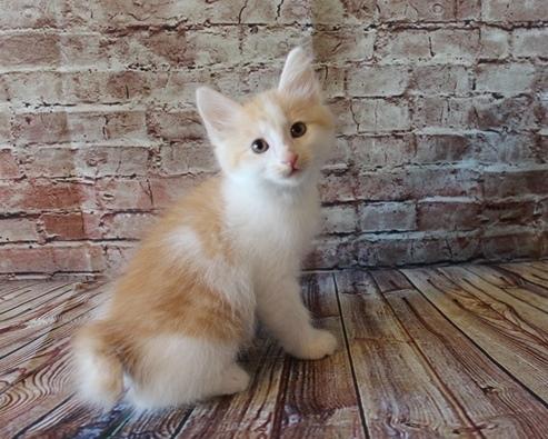 Kurilean Bobtail DK KorZhik's Fair Emma billede 18