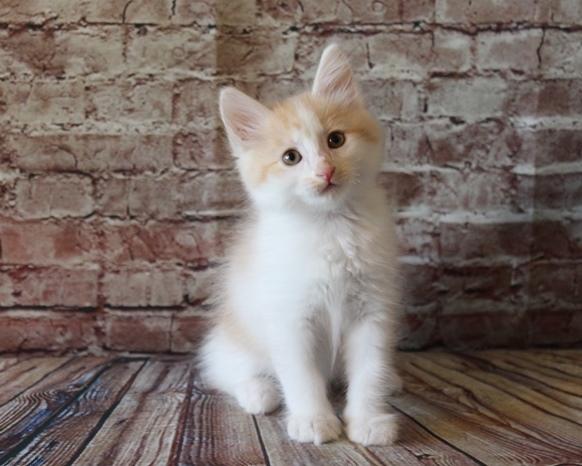 Kurilean Bobtail DK KorZhik's Fair Emma billede 19