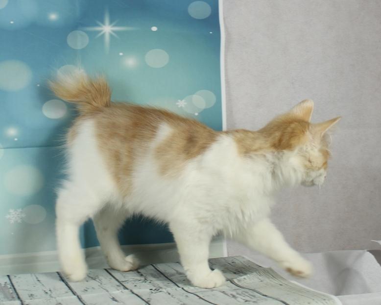 Kurilean Bobtail DK KorZhik's Fair Emma billede 5