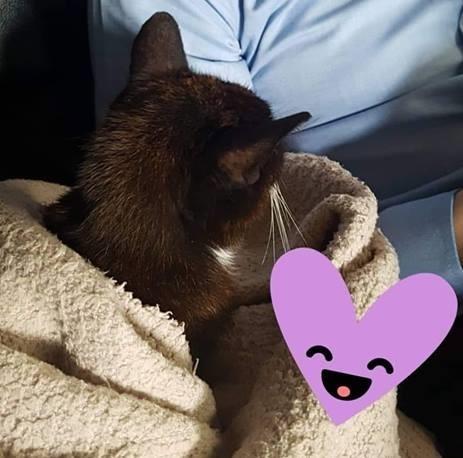 Huskat Mille billede 2