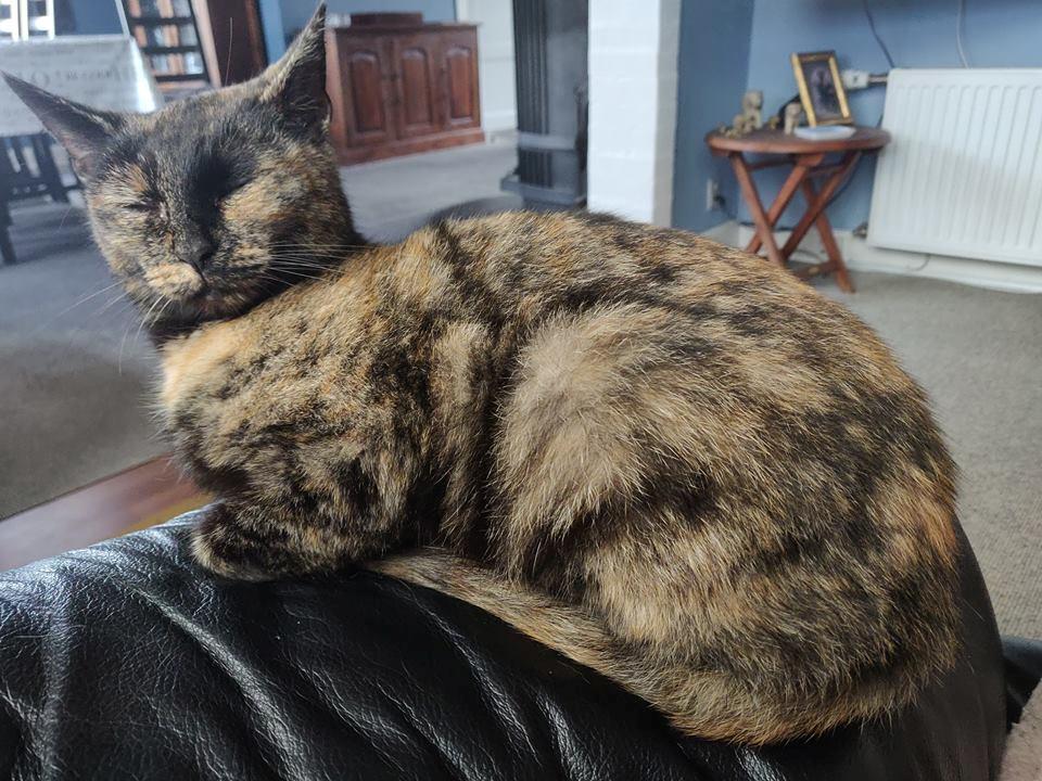 Huskat Spætmis billede 26