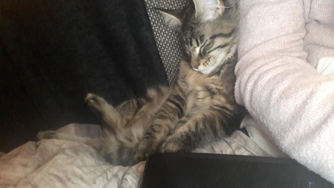 Maine Coon Tove  billede 3