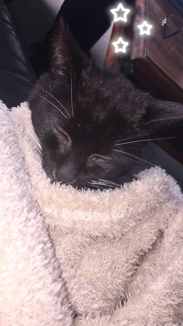 Huskat Mille billede 4