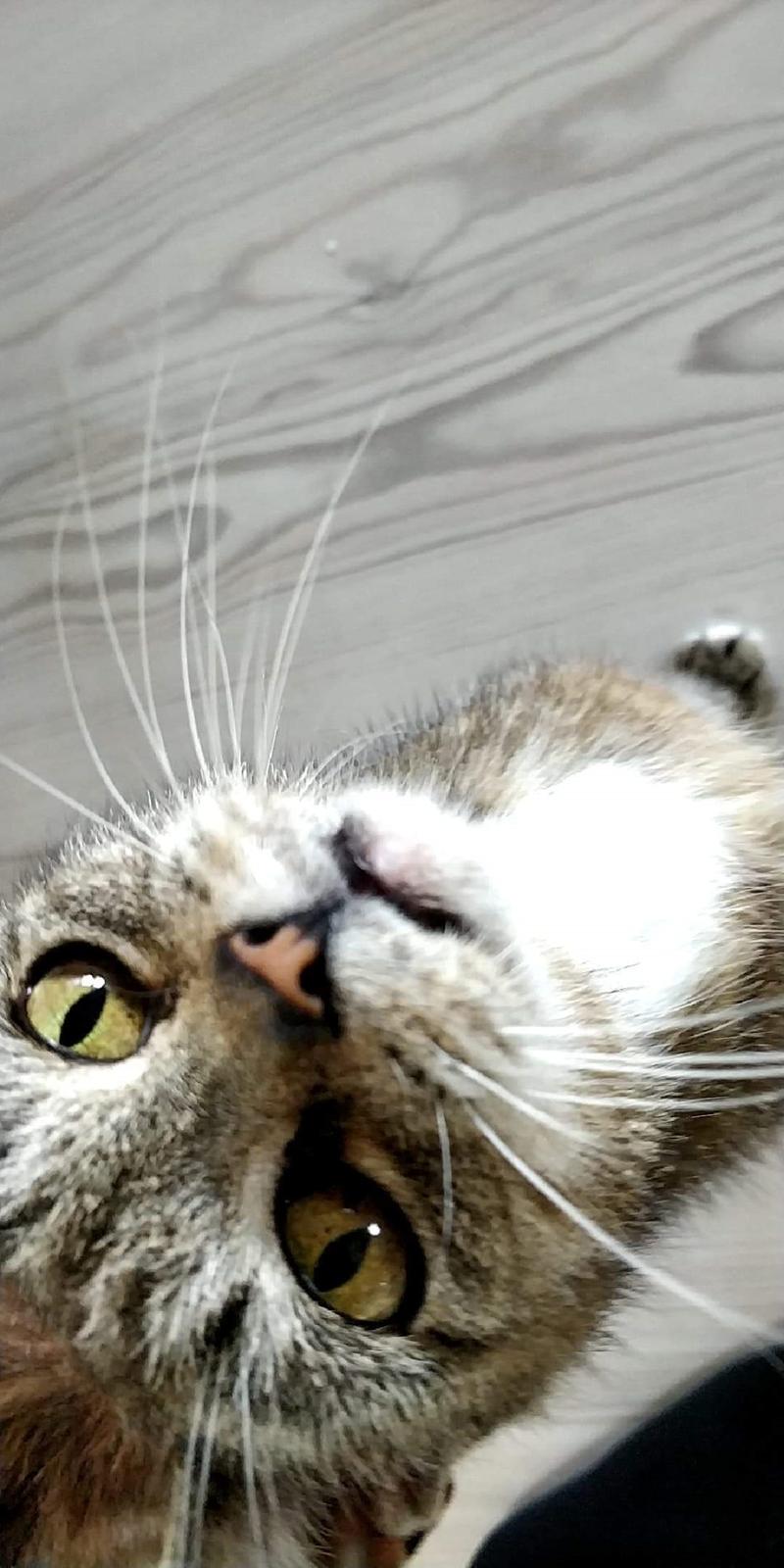 Huskat Prut billede 5