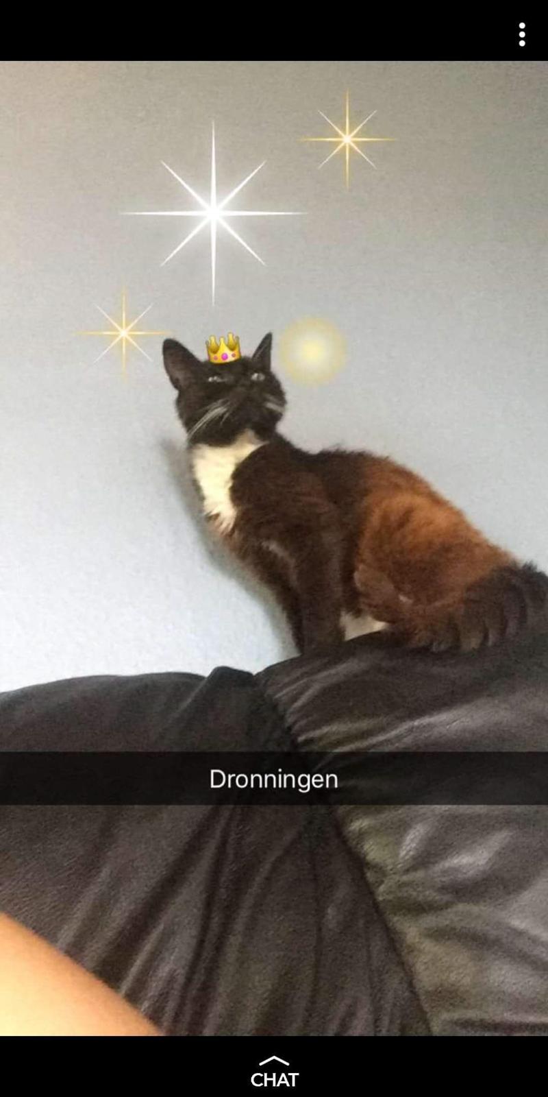 Huskat Mille billede 9