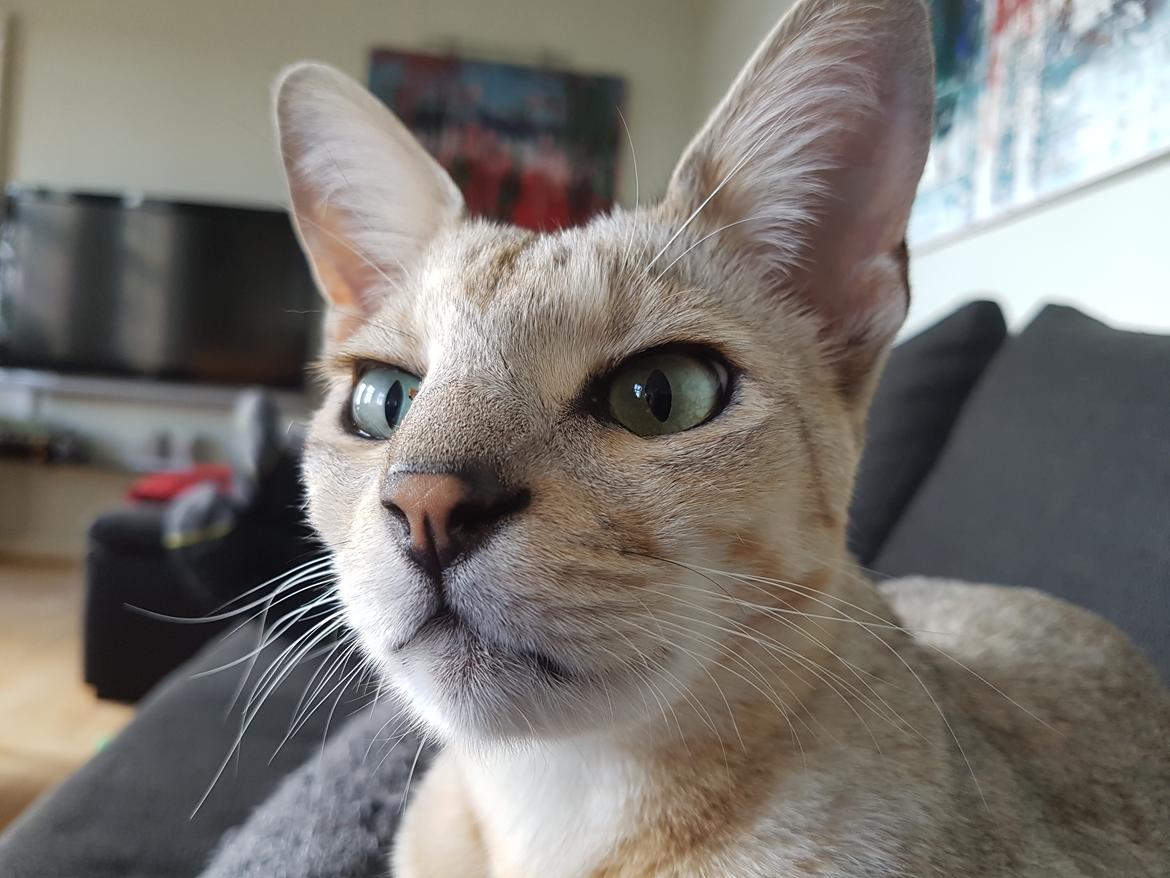 Savannah VikingSavannahs"SHEBA" billede 11