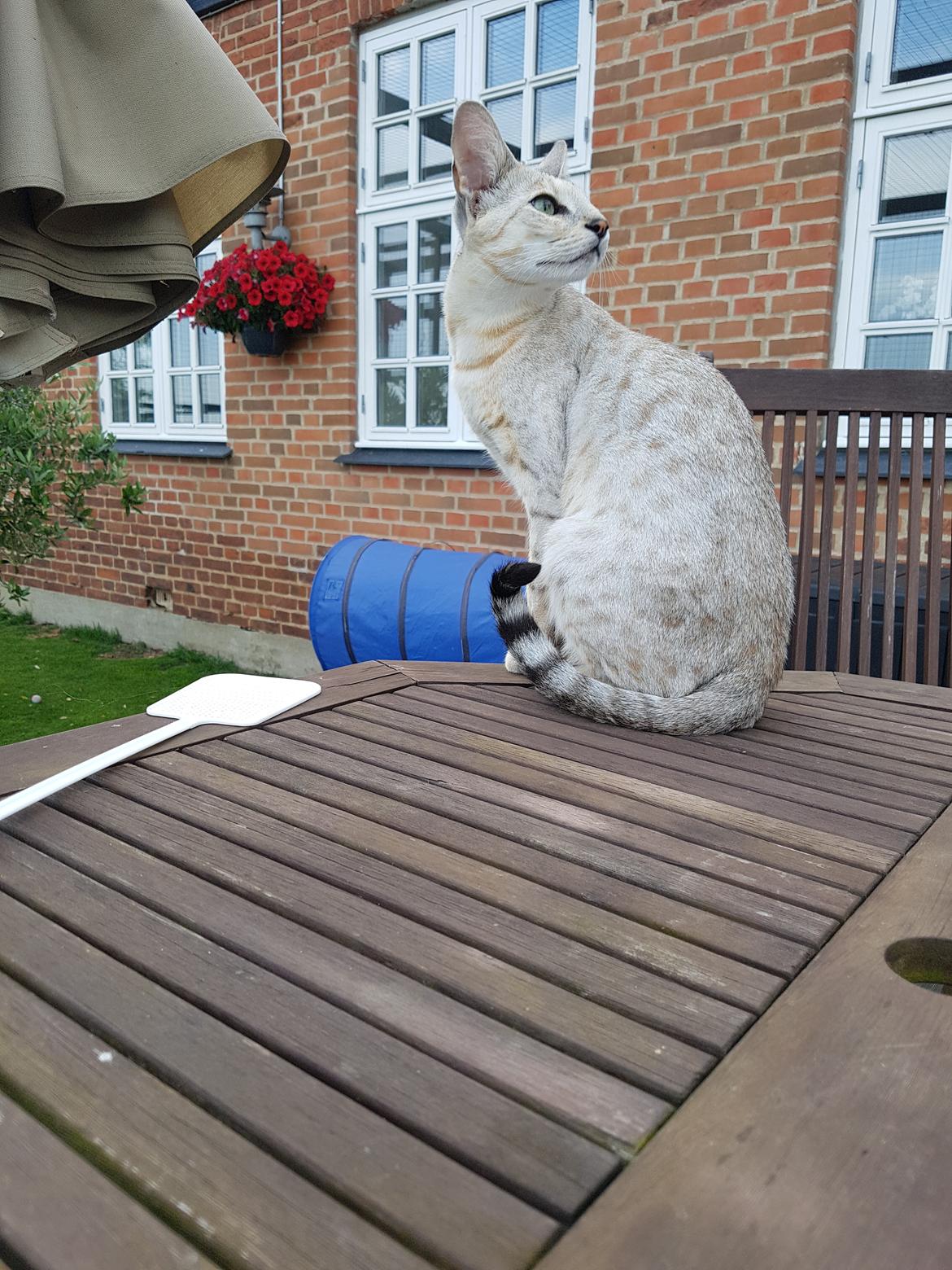 Savannah VikingSavannahs"SHEBA" billede 15