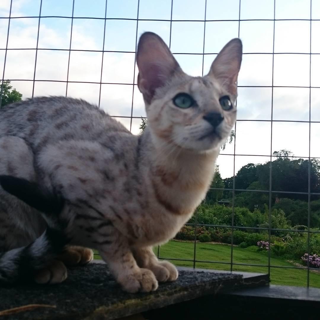 Savannah VikingSavannahs"SHEBA" billede 16