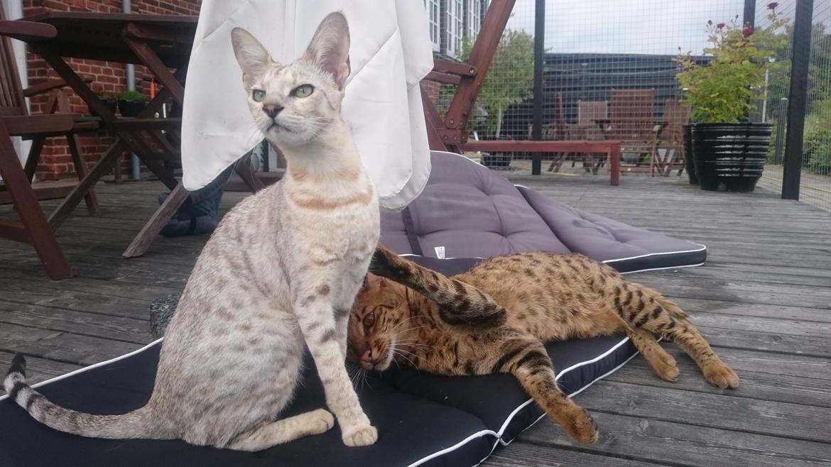 Savannah VikingSavannahs"SHEBA" billede 19