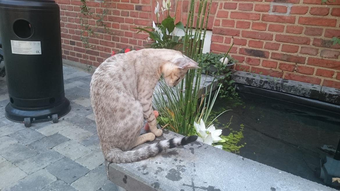 Savannah VikingSavannahs"SHEBA" billede 24