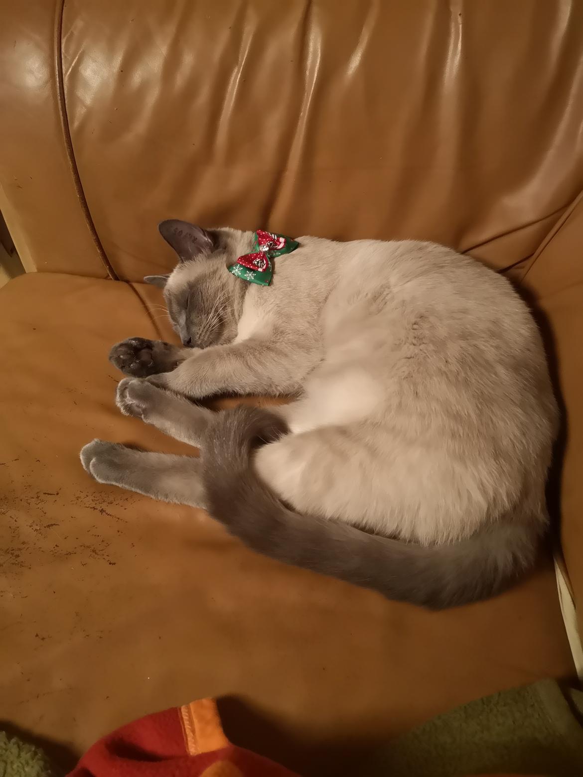 Blanding af racer Marlin billede 4