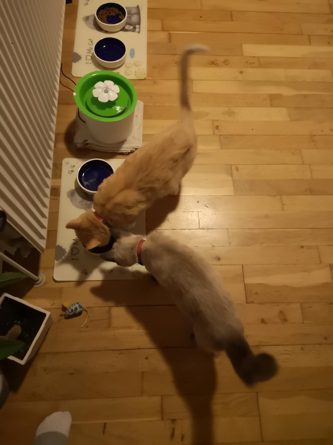 Blanding af racer Marlin billede 3