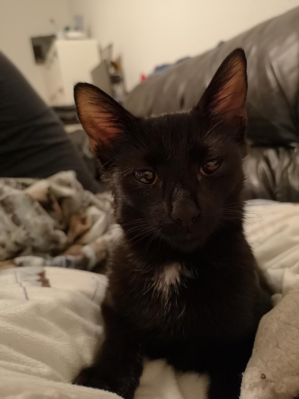 Huskat Bagheera  billede 2