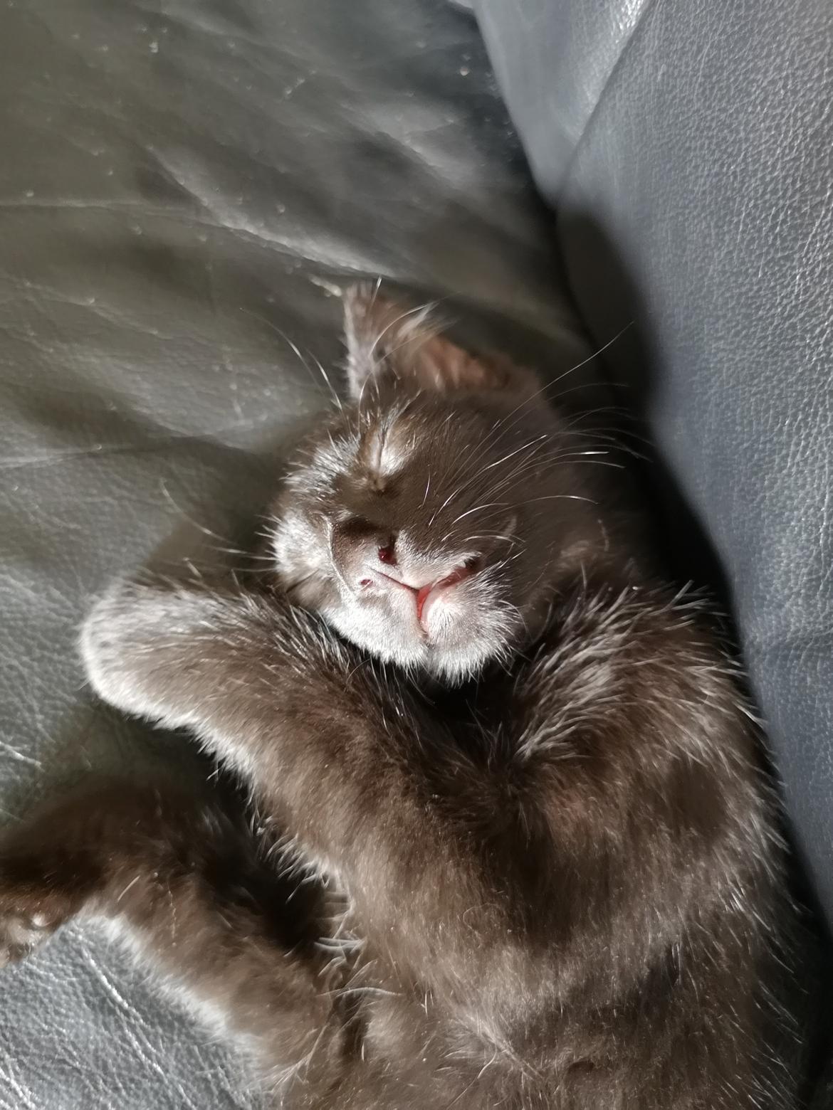 Huskat Bagheera  billede 9