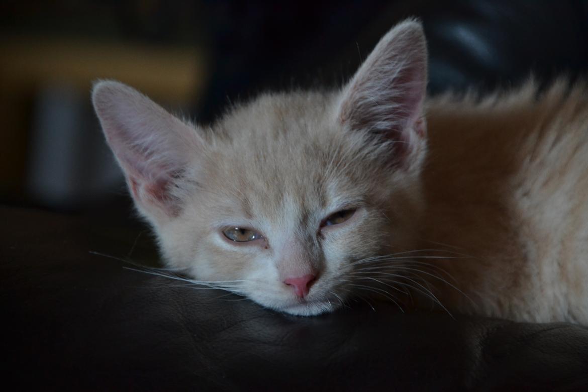 Huskat Kiara billede 1
