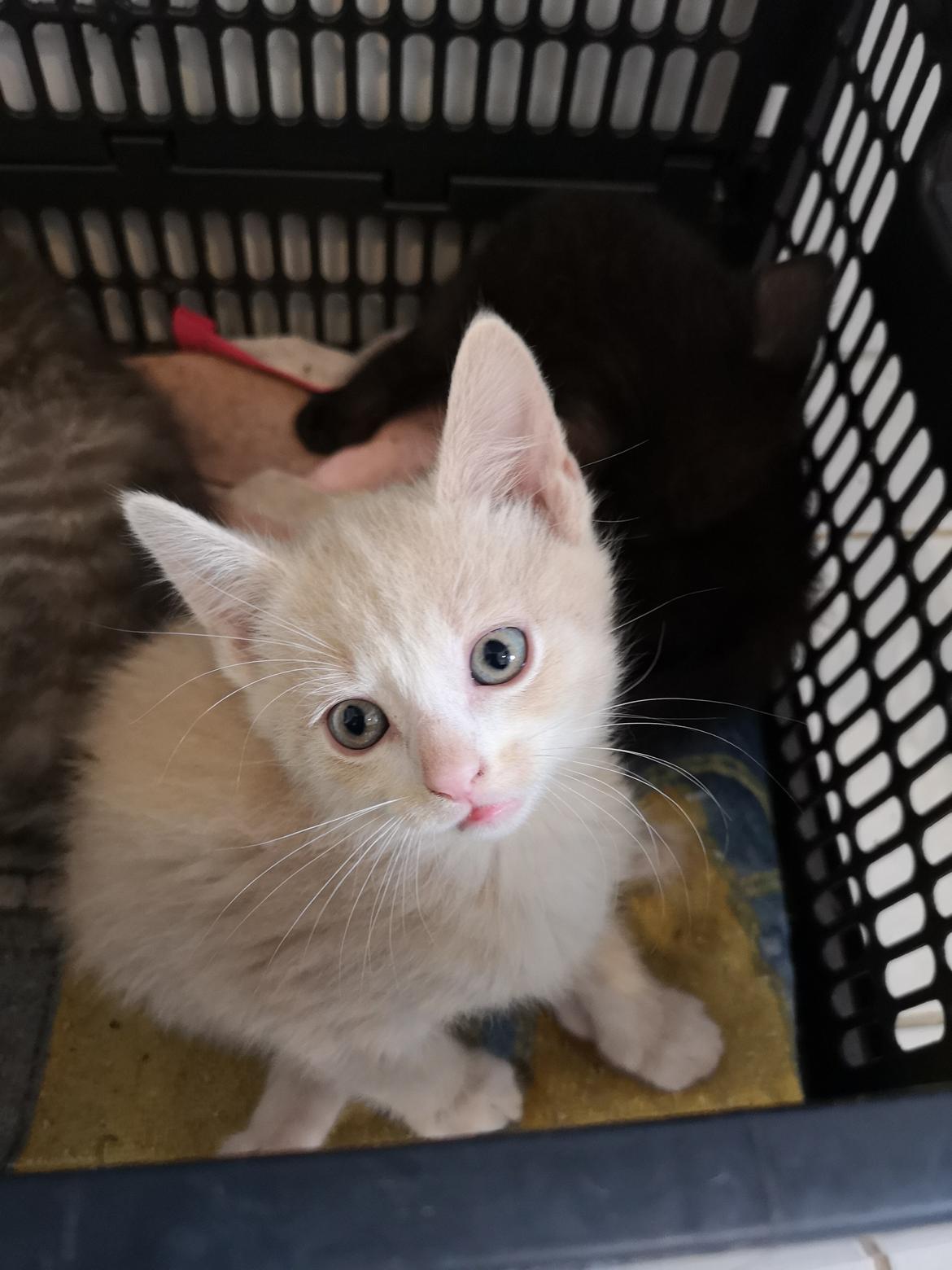 Huskat Kiara billede 2