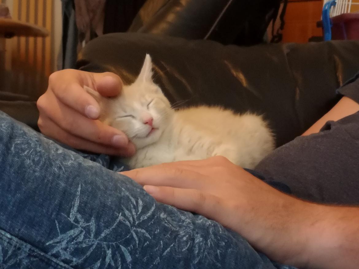 Huskat Kiara billede 4