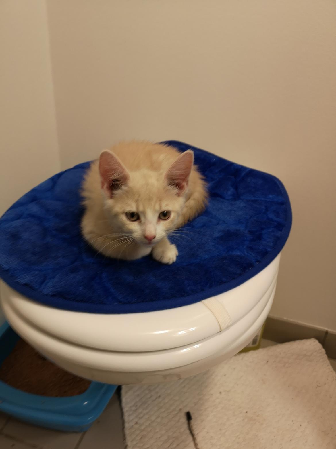 Huskat Kiara billede 7