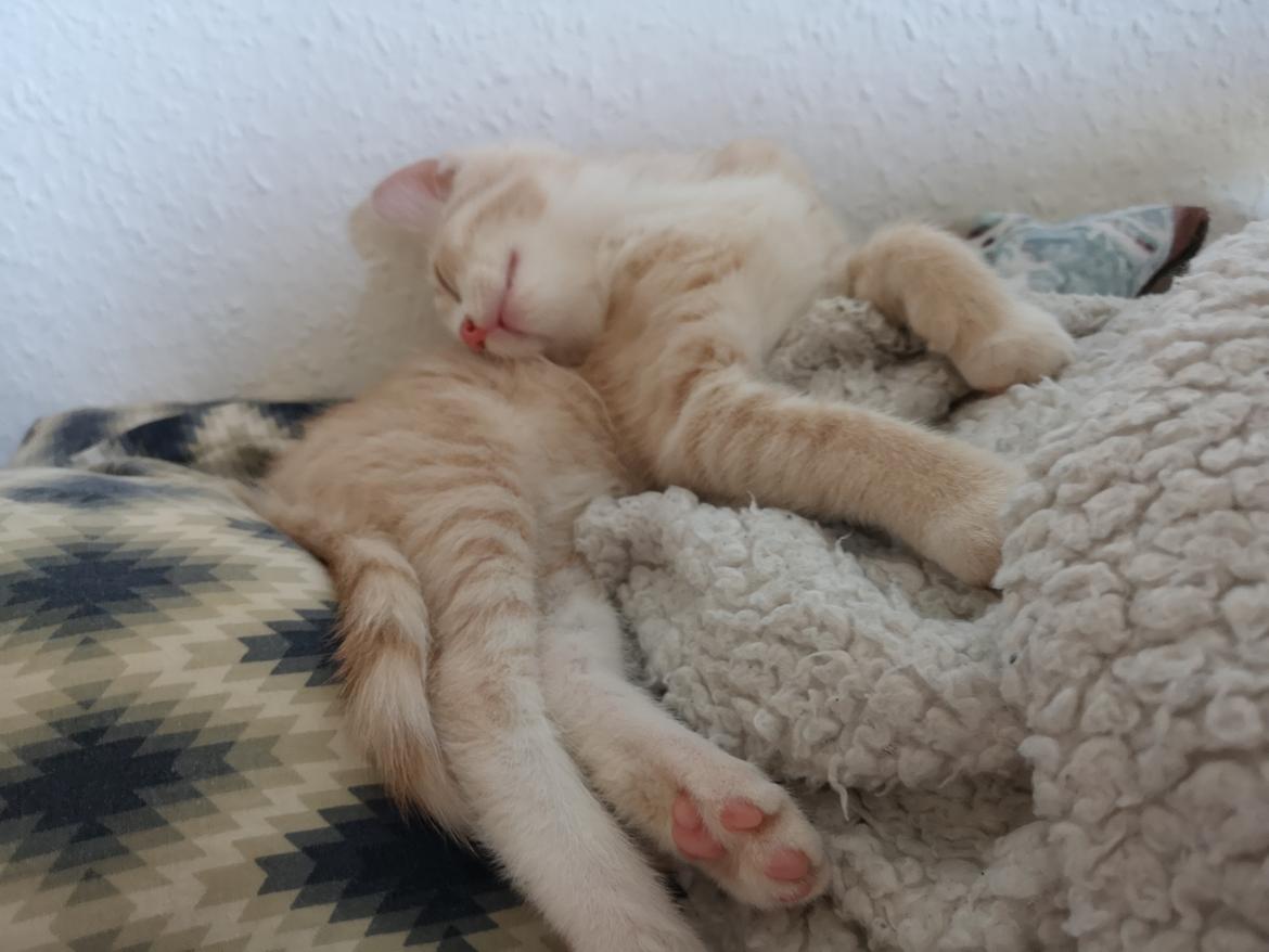 Huskat Kiara billede 8